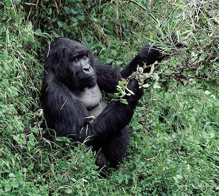 A male mountain gorilla known as a silverback feeds in the Volcanoes National Park. 21 year old Ryango is the second ranking male of the 9 strong Sabyinyo group whose permanent territory lies on a saddle between Mount Sabyinyo and Mount Gahinga. Stock Photo - Rights-Managed, Code: 862-03820917
