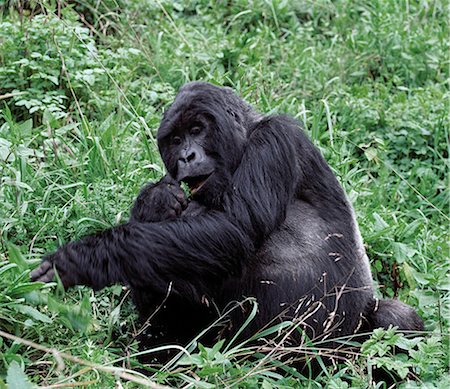 A male mountain gorilla known as a silverback feeds in the Volcanoes National Park.This gorilla belongs to the 36 strong Susa group whose permanent territory lies high on Mount Karisoke.Susa is the second largest group of mountain gorillas in the world. Stock Photo - Rights-Managed, Code: 862-03820924