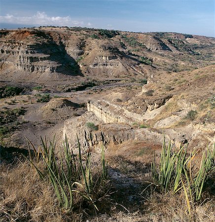 simsearch:862-03820284,k - Une partie de la Gorge d'Olduvai, célèbre pour ses enregistrements de fossiles d'origine humaine.Baptisé par les Masaï Oldupai la plante sauvage de sisal, Sansevieria, Olduvai affiche un parcours évolutif unique s'étendant sur 10 millions d'années. Photographie de stock - Rights-Managed, Code: 862-03820999