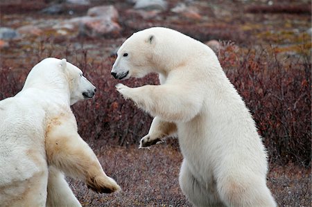 polar - Churchill, Manitoba, Canada. Male polar bears fighting on tundra, photographed in late October. Stock Photo - Rights-Managed, Code: 862-03887497