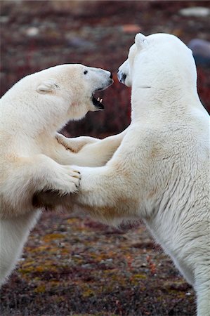 Churchill, Manitoba, Canada. Male polar bears fighting on tundra, photographed in late October. Stock Photo - Rights-Managed, Code: 862-03887498