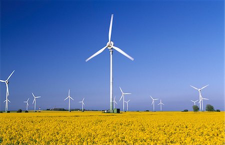 Rape field and wind turbines, Fehmarn Island, Schleswig-Holstein, Germany Stock Photo - Rights-Managed, Code: 862-03888162