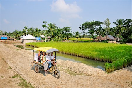 Rice fields in Dayapur. Sundarbans National Park, Tiger Reserve. West Bengal, India Stock Photo - Rights-Managed, Code: 862-03888413