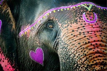 elephants in the carnival - Elephant's eye. Sonepur Mela, India Stock Photo - Rights-Managed, Code: 862-03888449