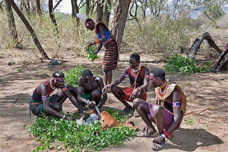 simsearch:862-03888708,k - In Pokot custom, when someone has a prolonged ailment, he may call his friends and relatives to chase away the disease.  A goat is speared and its entrails checked before roasting. This traditional ceremony is called Kikatat. Stock Photo - Rights-Managed, Code: 862-03888707