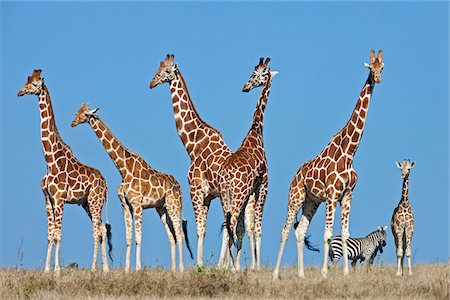 A herd of Reticulated giraffes with common zebra in the background. Stock Photo - Rights-Managed, Code: 862-03888730