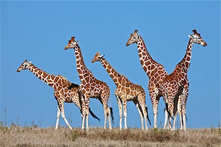 A small herd of Reticulated giraffes. Stock Photo - Rights-Managed, Code: 862-03888731