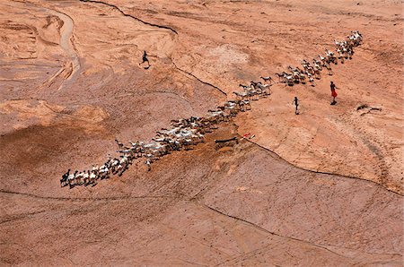 Samburu children water their familys goats at a waterhole dug in a seasonal river bed. Stock Photo - Rights-Managed, Code: 862-03888742