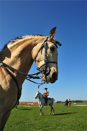 Lusitano portugais chevaux. Une race pure du Portugal Photographie de stock - Rights-Managed, Code: 862-03889095