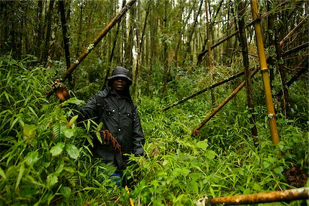 rwanda national park - Virunga, Rwanda. A guide leads tourists through the ancient forests. Stock Photo - Rights-Managed, Code: 862-03889471