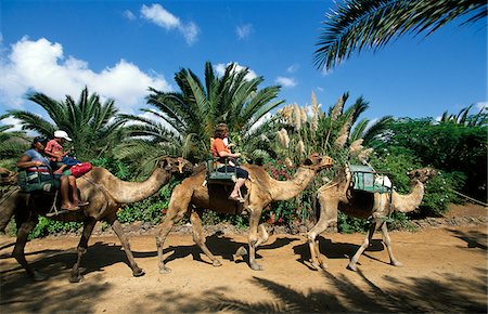 fuerteventura - Oasis Park in La Lajita, Fuerteventura, Canary Islands, Spain Stock Photo - Rights-Managed, Code: 862-03889798