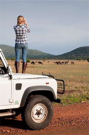 Tanzania, Serengeti. A tourist stands on the bonnet of her Land Rover to look at the wildebeest. Stock Photo - Rights-Managed, Code: 862-03890020