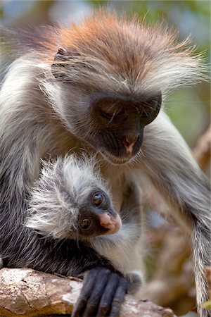 Zanzibar, Jozani National Park. Rare red colobus monkeys in the trees of the Jozani National Park. Stock Photo - Rights-Managed, Code: 862-03890032