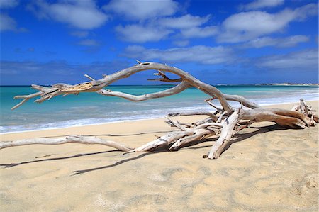drift wood - Cabo Verde, Boa Vista island. Chaves beach. Stock Photo - Rights-Managed, Code: 877-08127984