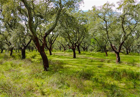 Portugal,cork trees in Evora's district Stock Photo - Rights-Managed, Code: 877-08129426