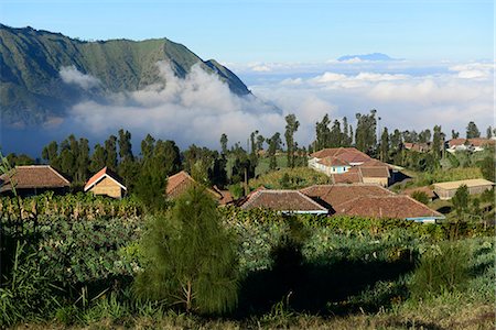 a village near Mount Bromo volcanoes , East Java, Java island, Indonesia, South East Asia Stock Photo - Rights-Managed, Code: 877-08129593