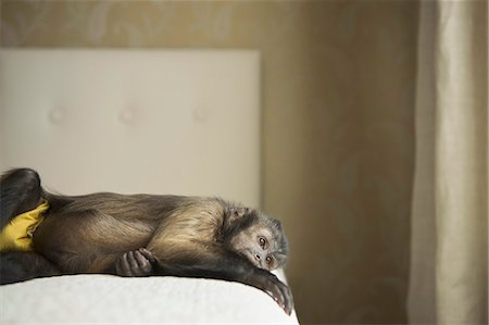 primative - A capuchin monkey lying on his side on a bed. Stock Photo - Rights-Managed, Code: 878-07442456