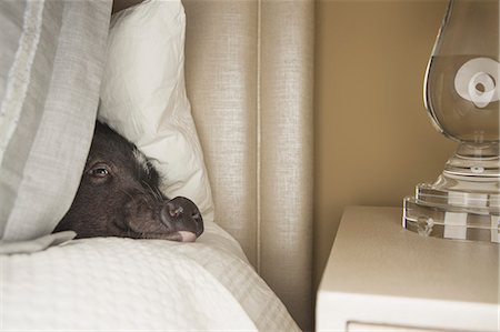 A mini pot bellied pig lying under the covers of a bed. Stock Photo - Rights-Managed, Code: 878-07442463
