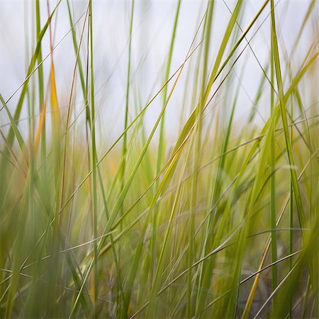 Close up of sea grasses on Long Beach Peninsula. Stock Photo - Rights-Managed, Code: 878-07442503