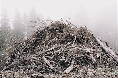 Pile of wood debris from clear cut logging. Mist in the forest. Stock Photo - Rights-Managed, Code: 878-07442529