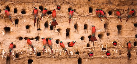 perched - Southern carmine bee-eaters, South Luangwa National Park, Zambia, Merops nubicoides Foto de stock - Con derechos protegidos, Código: 878-07442644