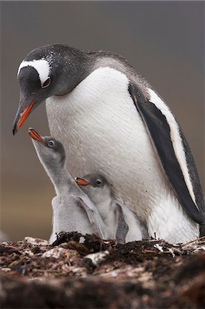 simsearch:6118-07353803,k - A Gentoo penguin and two chicks on South Georgia Island. Stock Photo - Rights-Managed, Code: 878-07442660