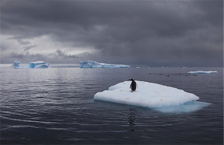 simsearch:6118-07353803,k - Gentoo penguin on an iceberg, Antarctica Stock Photo - Rights-Managed, Code: 878-07442693