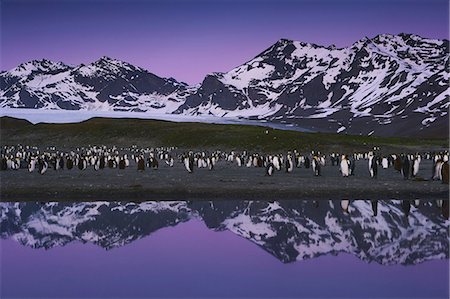 simsearch:6118-07353803,k - King Penguins, Aptenodytes patagonicus, in groups on the beach at dusk on South Georgia Island. Stock Photo - Rights-Managed, Code: 878-07442737