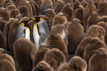 simsearch:6118-07353803,k - A colony of King Penguins, Aptenodytes patagonicus. Fledgling chicks with brown fluffy coats, standing in large groups, with some adults among them. Stock Photo - Rights-Managed, Code: 878-07442738