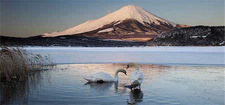 swimming (animals) - A pair of mute swans in Lake Kawaguchi disrupt the reflection of Mt. Fuji, Japan Stock Photo - Rights-Managed, Code: 878-07442754