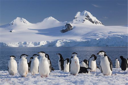 simsearch:6118-07353803,k - Chinstrap penguins on Half Moon Island, in the South Shetland Islands, Antarctica Stock Photo - Rights-Managed, Code: 878-07442750
