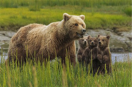 Brown bear sow and cubs, Lake Clark National Park, Alaska, USA Foto de stock - Con derechos protegidos, Código: 878-07442765