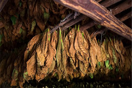 Cuba, Republic of Cuba, Central America, Caribbean Island. Havana district. Tobacco farm in Pinal dal Rio Stock Photo - Rights-Managed, Code: 879-09020667