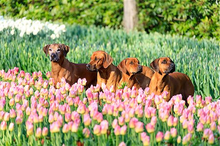 Dogs in the gardens of multi colored tulips in bloom Keukenhof Botanical park Lisse South Holland The Netherlands Europe Foto de stock - Con derechos protegidos, Código: 879-09021228