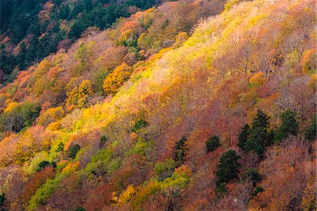 emilia-romagna - Europe,Italy ,Tuscan Emilian Appennines, the nature reserve in Italy ,biogenetic nature reserve of Badia Prataglia Stock Photo - Rights-Managed, Code: 879-09032839