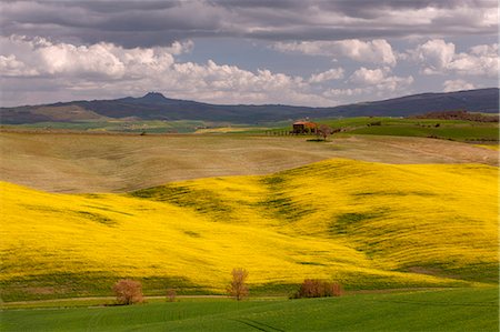 pienza - Pienza, Orcia valley, Tuscany, Italy. Rapeseed fields over the tuscany rolling hills Foto de stock - Con derechos protegidos, Código: 879-09033379