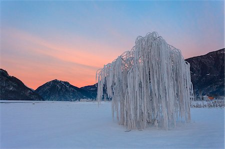 Villow frost, Valtellina, Lombardy, Italy Stock Photo - Rights-Managed, Code: 879-09033965