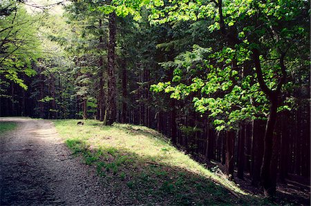 Europe,Italy ,Tuscan Emilian Apennines, the nature reserve in Italy Stock Photo - Rights-Managed, Code: 879-09043154