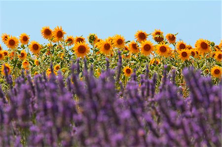 spring flowers - Europe, France,Provence Alpes Cote d'Azur,Plateau of Valensole.Lavender Field Stock Photo - Rights-Managed, Code: 879-09043228