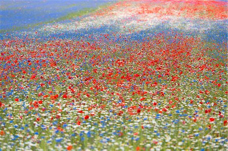 spring - Europe, Italy,Umbria,Perugia district,Castelluccio of Norcia. Flower period. Stock Photo - Rights-Managed, Code: 879-09043238
