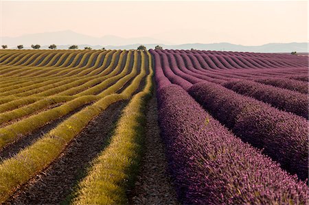 provence-alpes-cote d'azur - Europe, France,Provence Alpes Cote d'Azur,Plateau of Valensole.Lavender Field Stock Photo - Rights-Managed, Code: 879-09043230