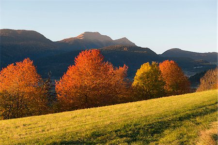 Italy, Trentino Alto Adige, prairies of Non valley in a autumn day, in the background see Luco Mount. Stock Photo - Rights-Managed, Code: 879-09043370