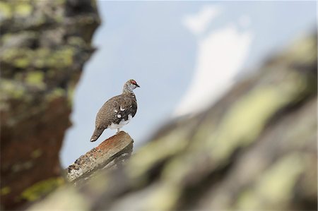 phasianidae - Trentino Alto Adige, Italy. Rock ptarmigan. Stock Photo - Rights-Managed, Code: 879-09043708