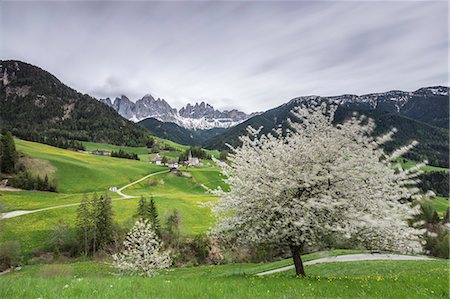 dolomiti - Flowering frames the village of St. Magdalena and the Odle group. Funes Valley South Tyrol Dolomites Italy Europe Stock Photo - Rights-Managed, Code: 879-09043857