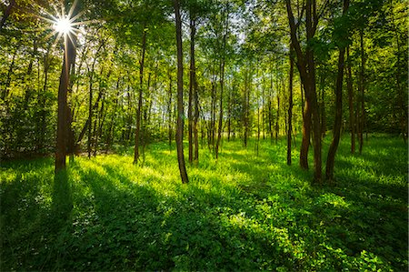 forested - Sunbeam in the woods Como province, Lombardy, Italy, Europe Stock Photo - Rights-Managed, Code: 879-09100018