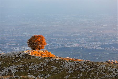 A lonely beech at Pizzoc Mount, Venetian Prealps, Fregona, Treviso, Italy Stock Photo - Rights-Managed, Code: 879-09100117