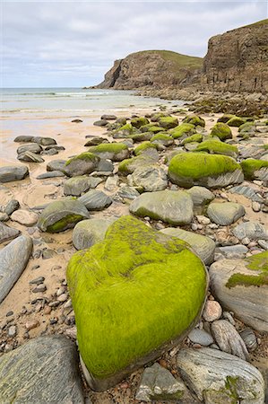 close up of stones covered by seaweed, Dailbeag beach, Isle of Lewis, western scotland,United Kingdom Stock Photo - Rights-Managed, Code: 879-09100293