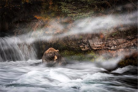 river fishing bear - Brown bear (Ursus arctos alascensis), Brooks falls, Katmai National Park and Preserve, alaska peninsula, western Alaska, United States of America Stock Photo - Rights-Managed, Code: 879-09100501