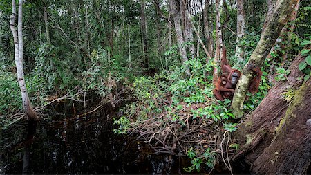 primative - Bornean Orangutan, pongo pygmaeus, Tanjung Puting National Park, central Kalimantan, Borneo, Indonesia, Asia Stock Photo - Rights-Managed, Code: 879-09100527