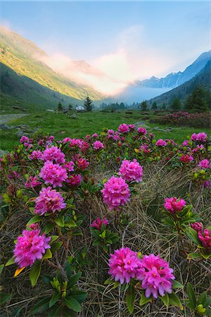 rhododendrons Bloomings in Val Grande, Vezza d'Oglio, Stelvio National park, Brescia province, Lombardy district,Italy, Europe. Stock Photo - Rights-Managed, Code: 879-09100745